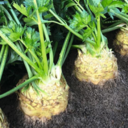 Seler Ilona f1 10 000 nasion ST